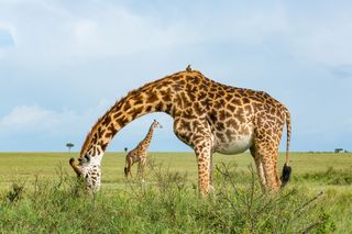 Remembering Giraffes: the latest book in the photo conservation series that has already raised over US$1.6 million is now on sale