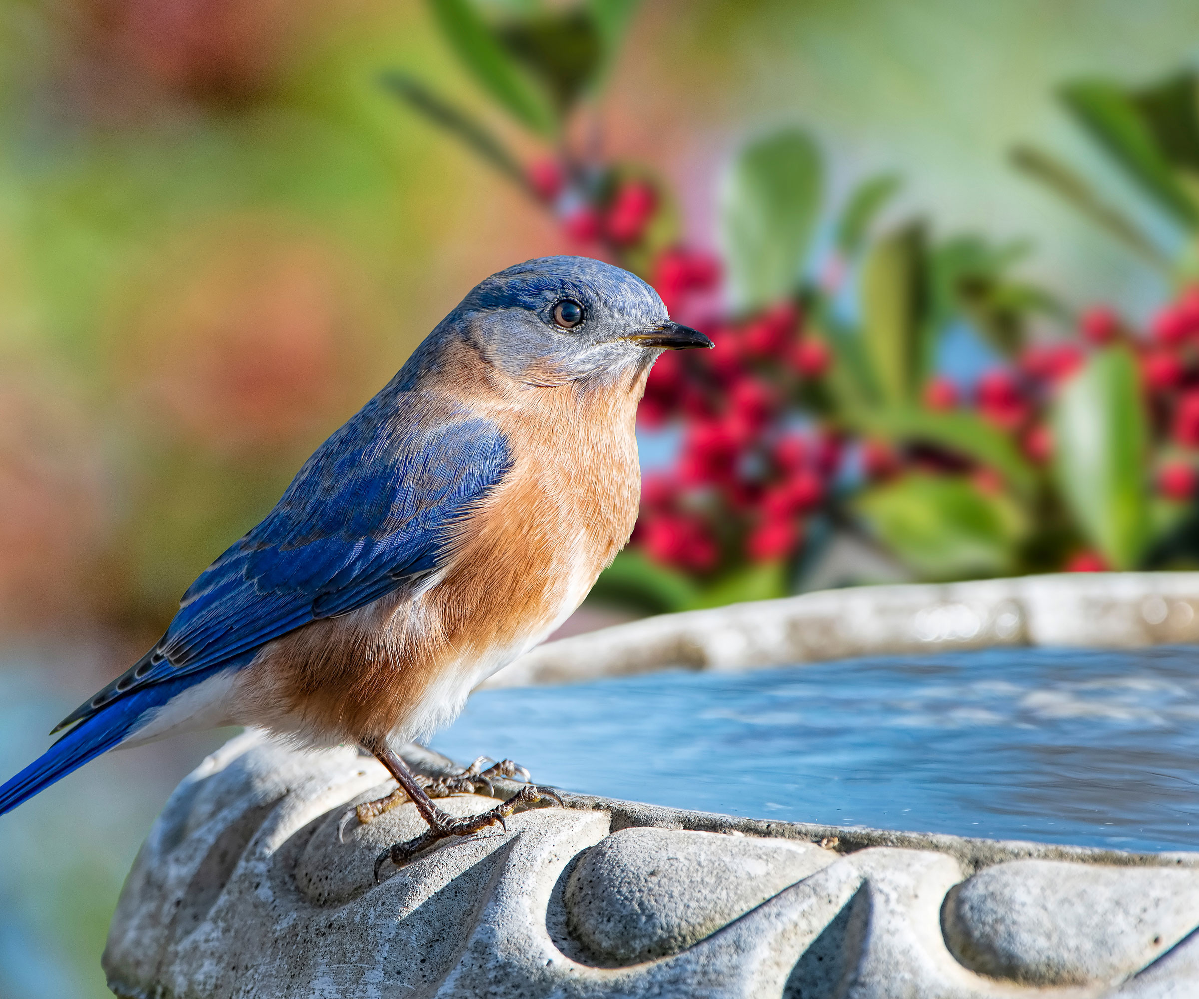 bird sat on bird bath near holly bush with berries
