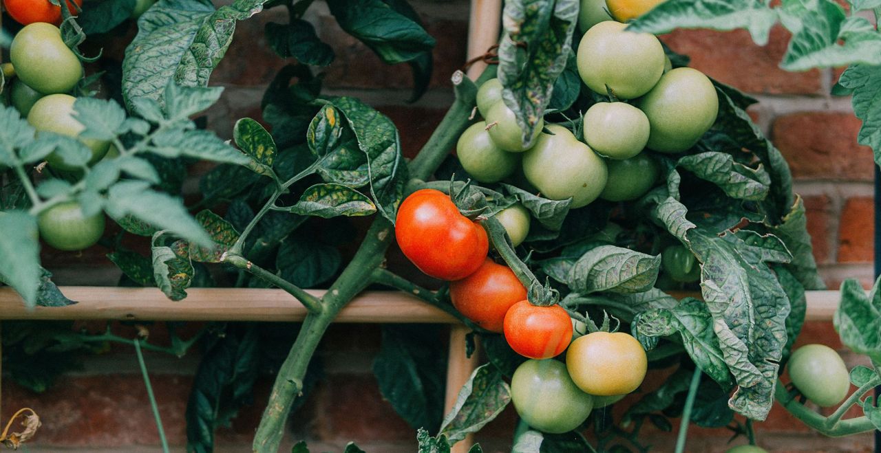 Tomatoes growing alongside a brick wall