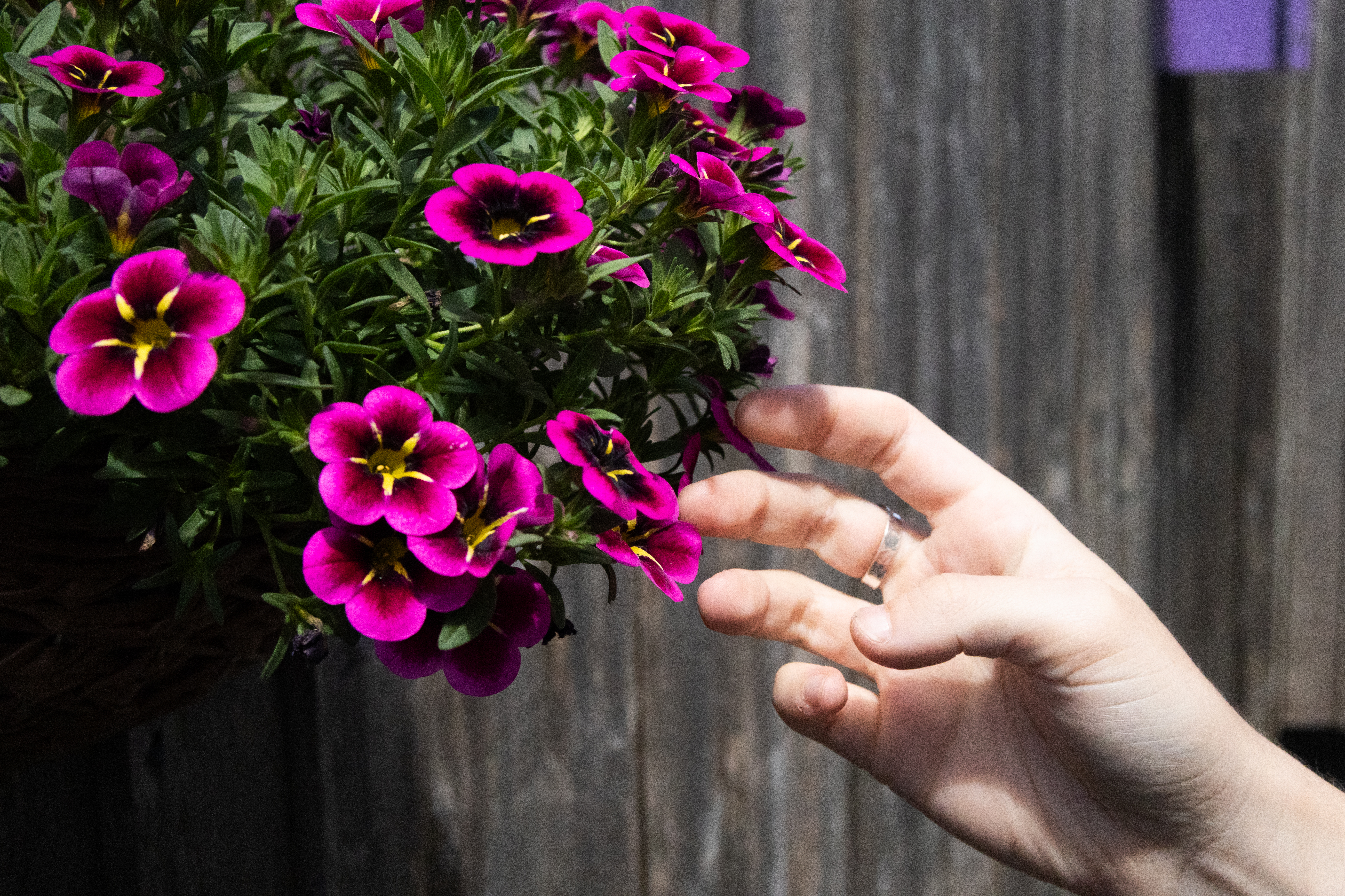 A photo of a hand reaching towards a bunch of pink and red flowers taken on a Canon EOS R50 V mirrorless video camera