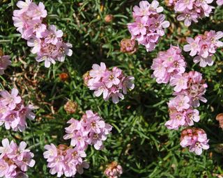 best plants for garden walls thrift