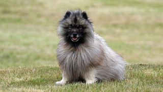 Keeshond dog