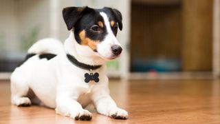 Jack Russell Terrier sitting on wooden floor with collar on