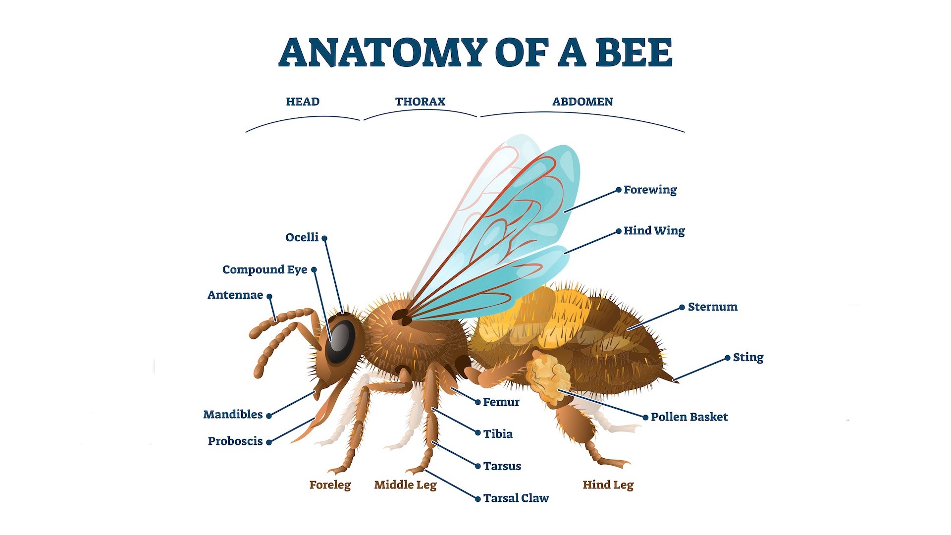 Bee legs have five segments: the coxa, trochanter, femur, tibia and tarsus.