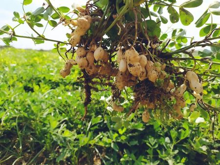 A large cluster of peanuts that have just been pulled from the ground