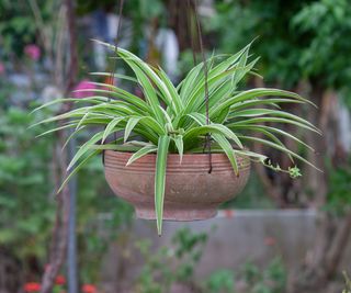 Spider plant hanging in terracotta pot