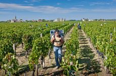 world's greatest vineyards