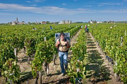 world's greatest vineyards