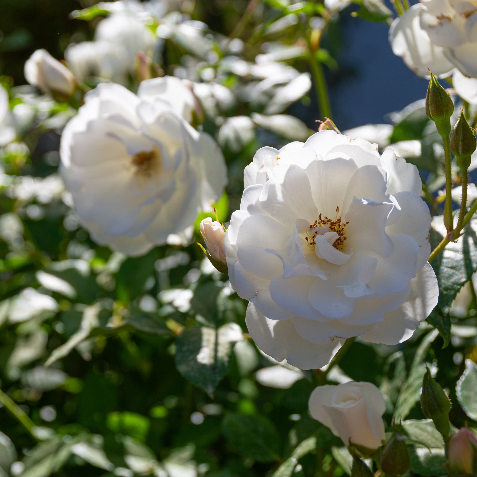 Rose 'Iceberg' flowers growing in garden