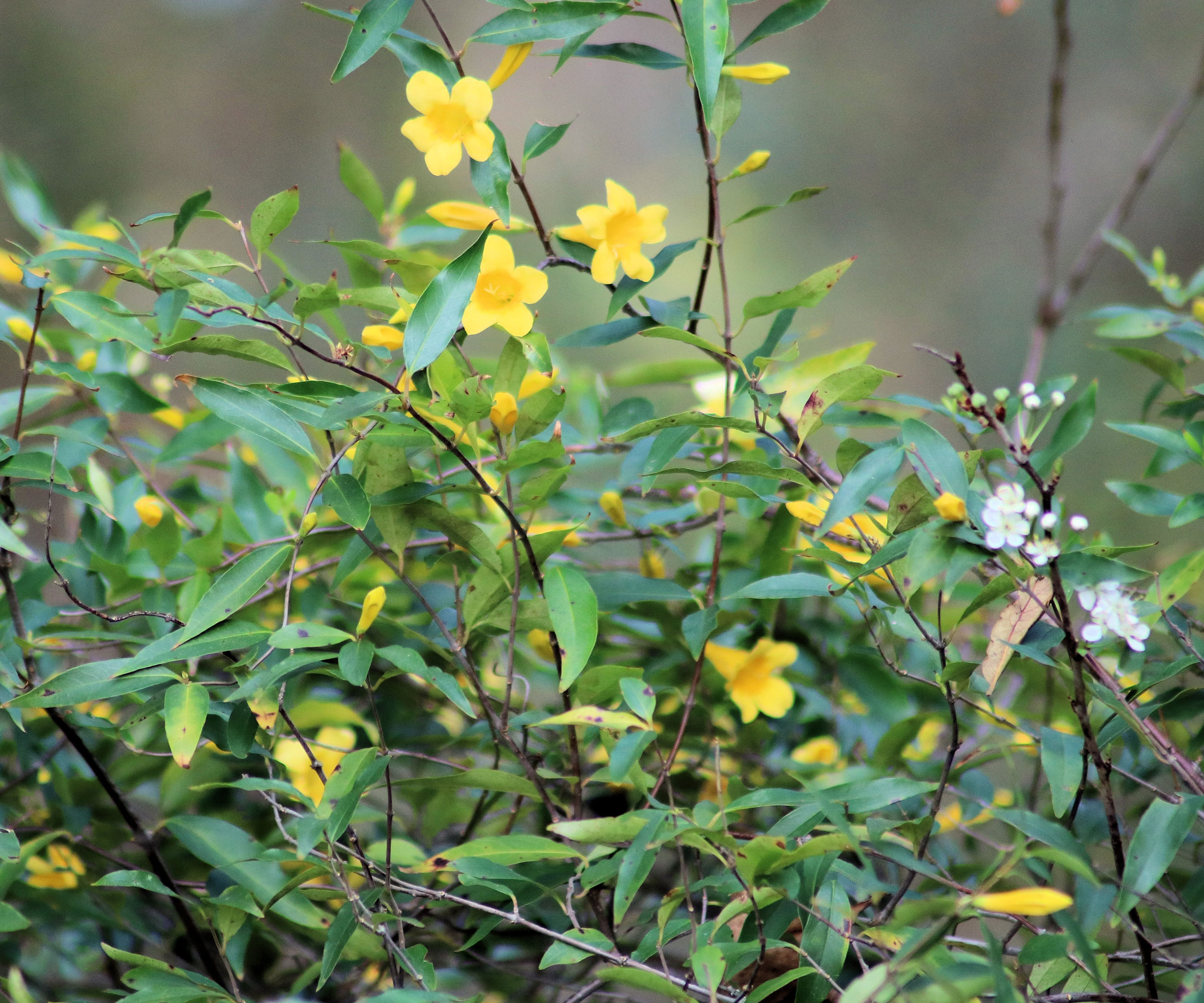 Carolina Jessamine plant showing trailing branches