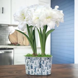 Two blooming white amaryllis plants in a container on a kitchen table