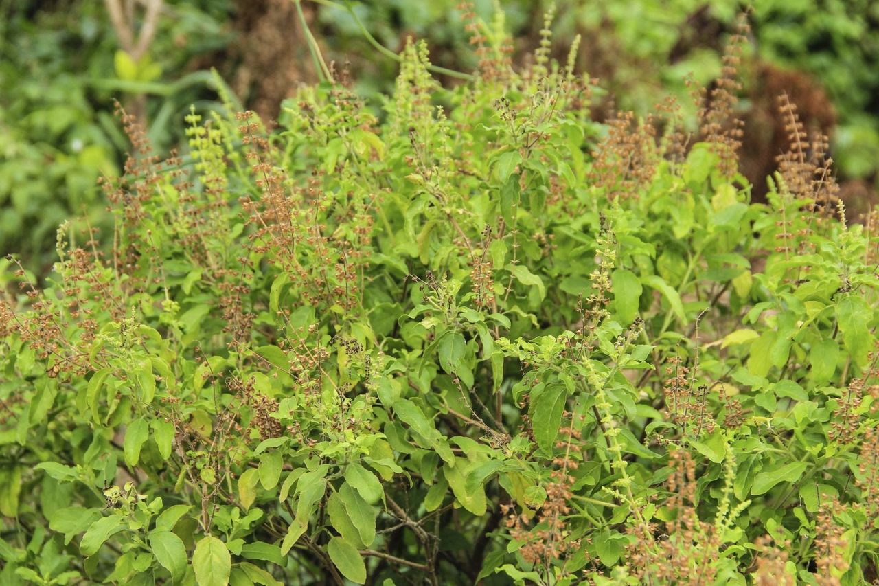 Woody Basil Plants