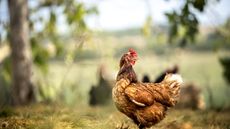 Chicken feeding in a sunny garden in spring
