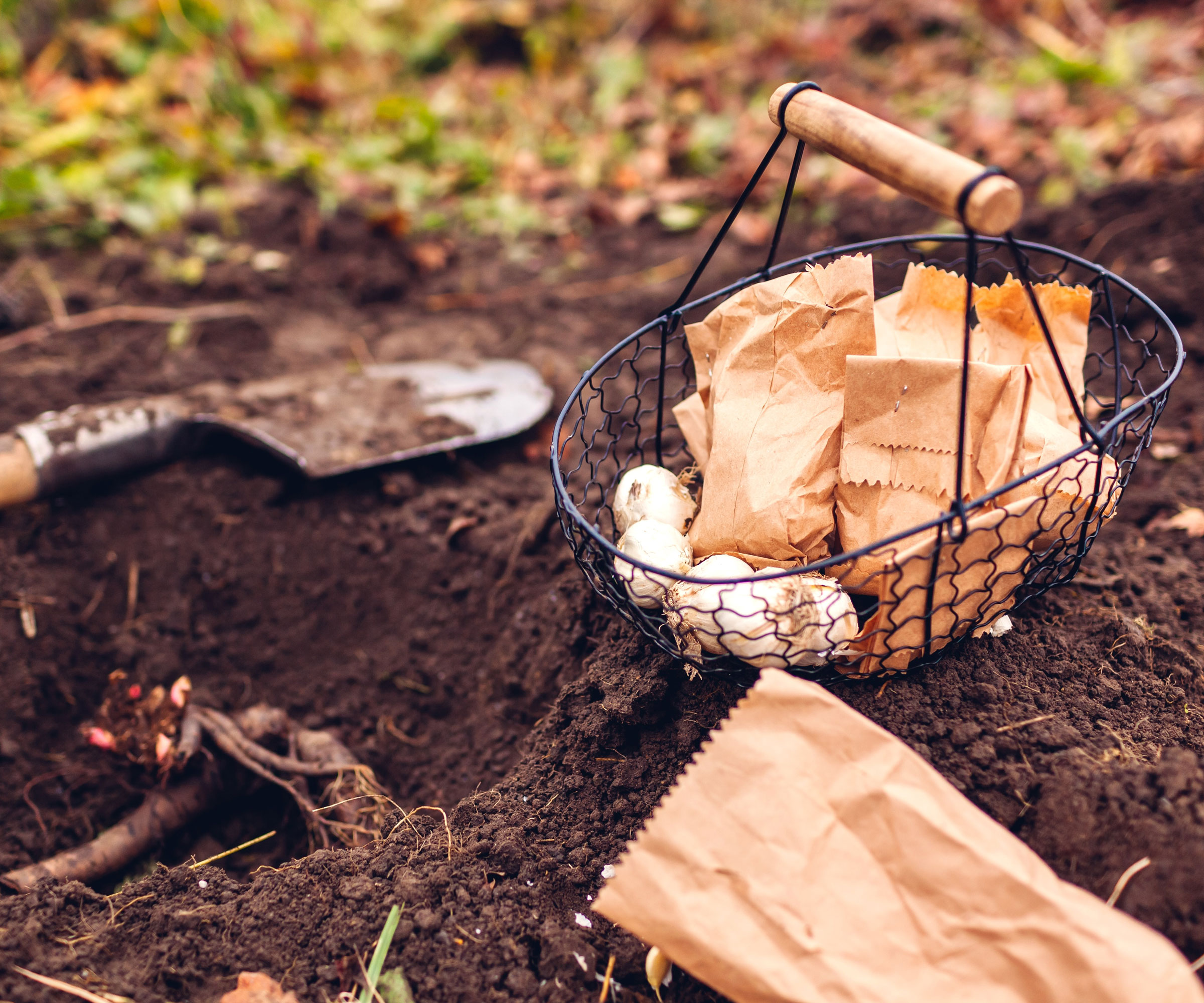 allium bulbs ready for planting in planting hole