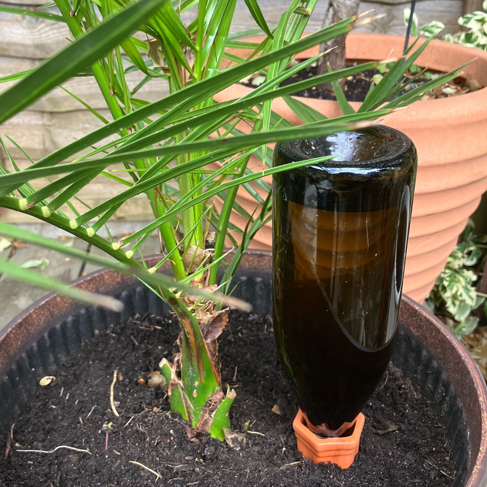 terracotta watering spikes with wine bottle in soil