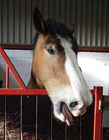 Hovis-yawn.jpg