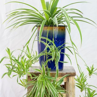 Spider Plant (Chlorophytum bichetii) with drops in blue ceramic pot, isolated on white wall background