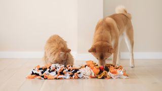 Dog and cat using snuffle mat