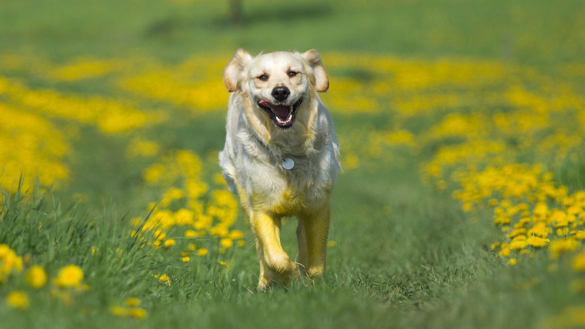 Trainer shares her favourite recall training exercise for dogs and shares its key to success