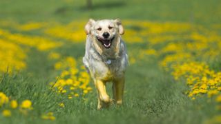 Dog running towards camera