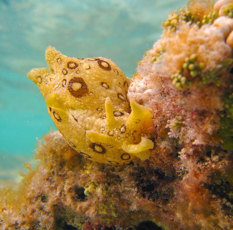 A spotted sea hare (Aplysia dactylomela) in Bermuda.