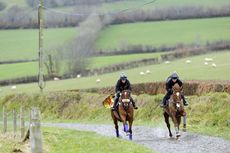 pointers-gallops.jpg