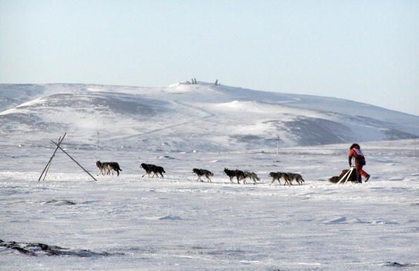 Iditarod mushers in 2018 ran almost 1,000 miles through the Alaskan wilderness.