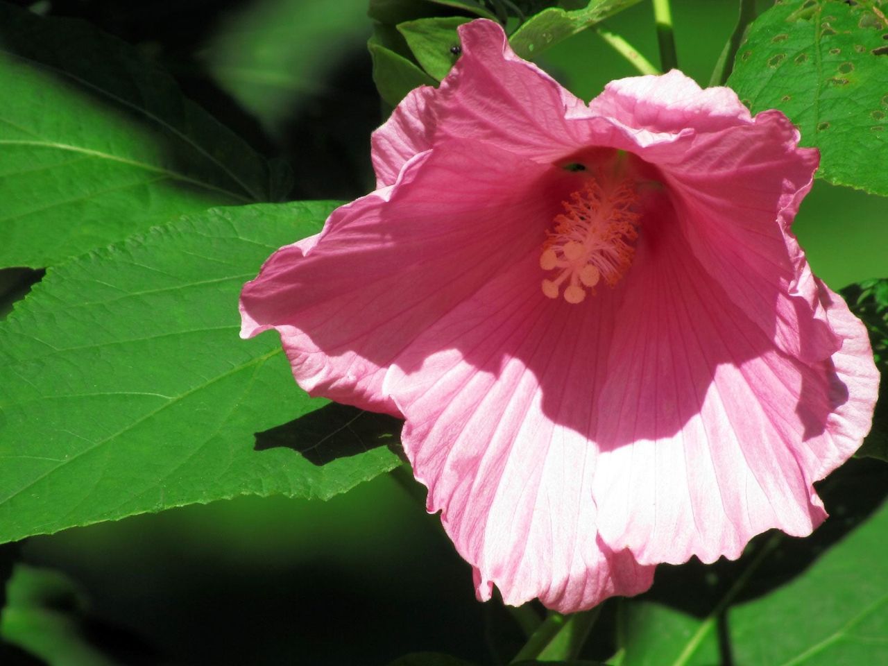 Light Pink Rose Mallow Hibiscus