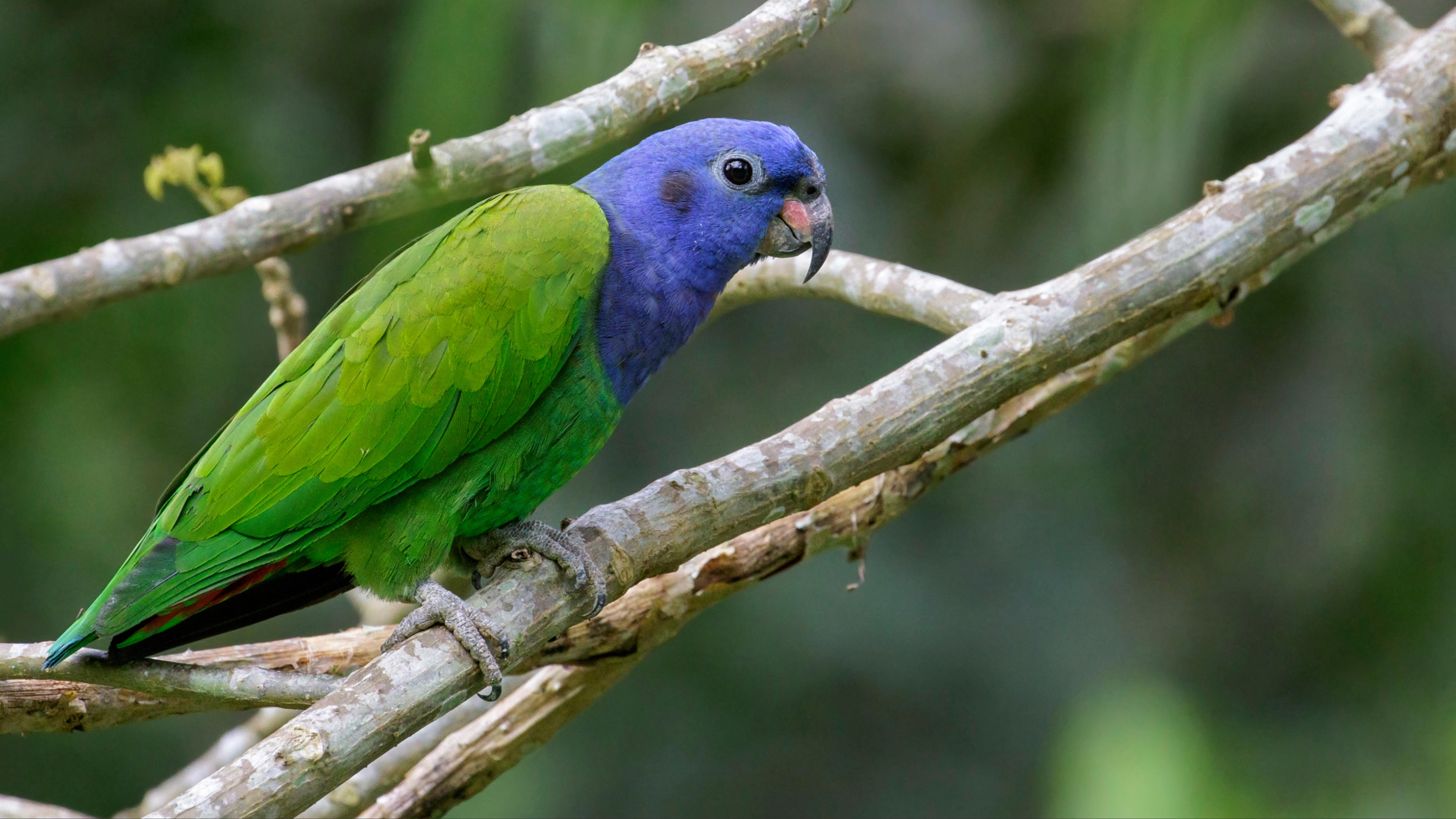 Pionus parrot