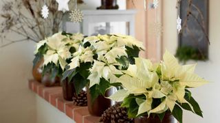 white potted poinsettias indoors as part of winter decor