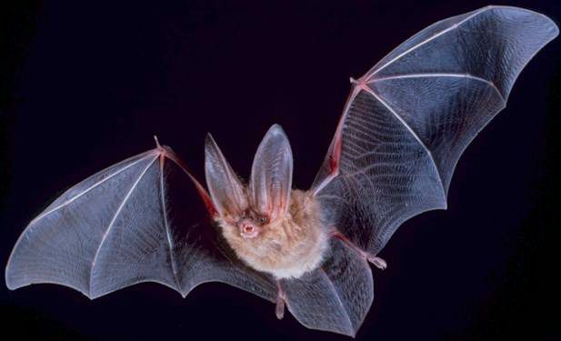 bats, bat pictures, 