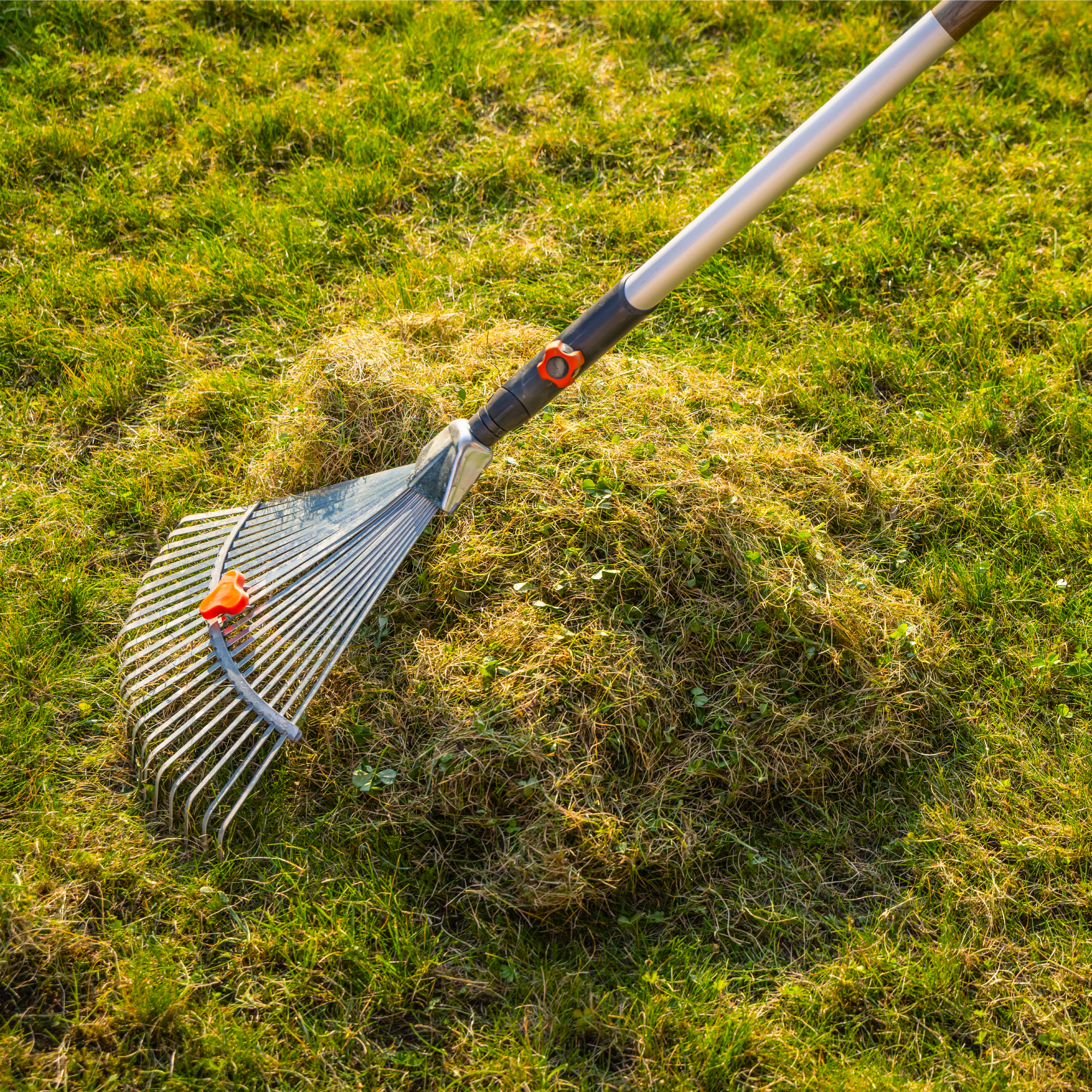 raking thatch in lawn