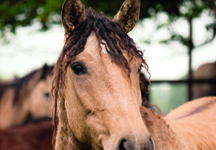 Curly_horse1.jpg