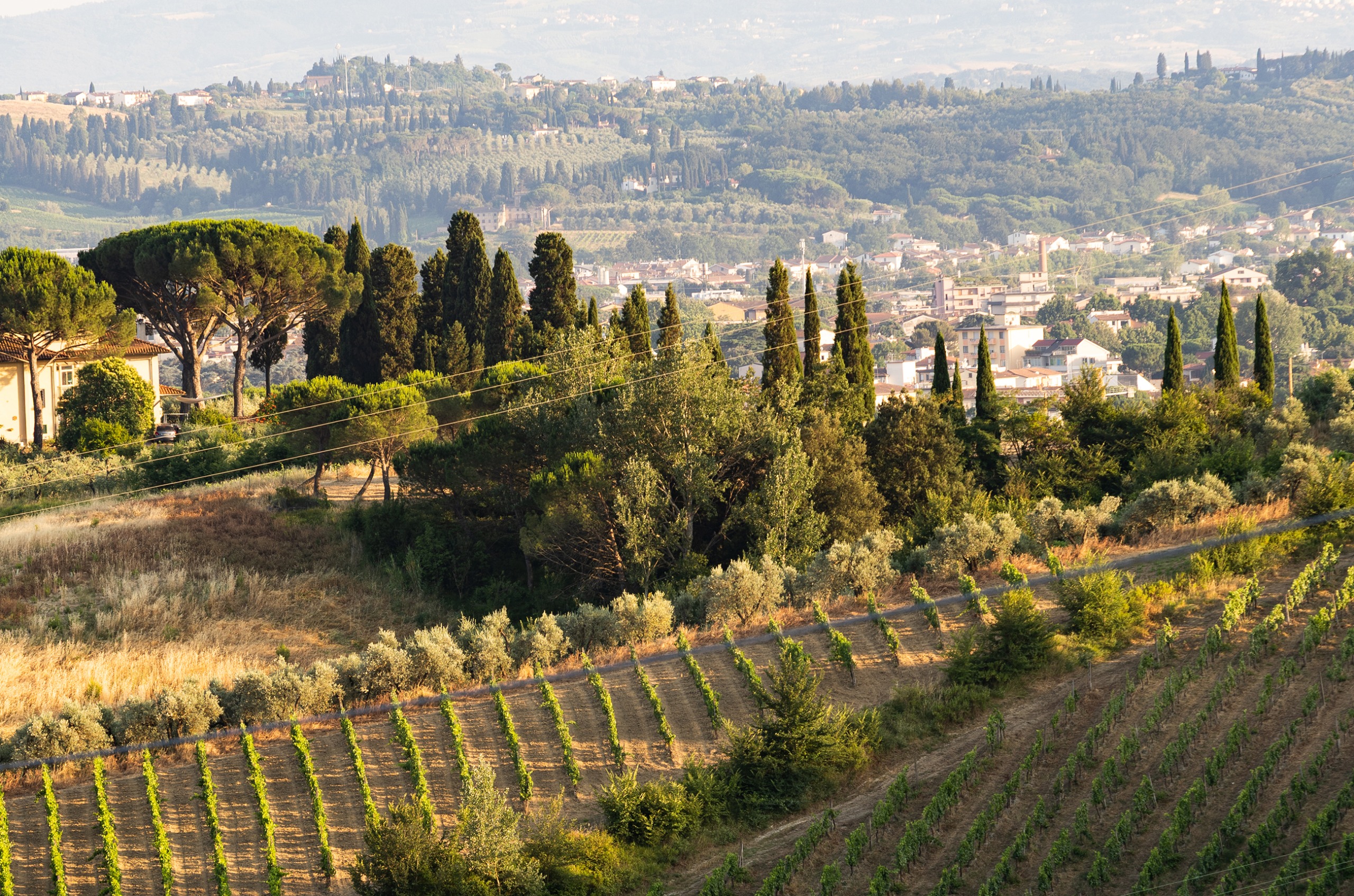 Vines on slopes with tall trees and rolling hills in the background