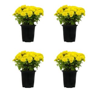 Expert Gardener 1 Quart Yellow Mum Live Plants (4 Pack) With Grower Pots