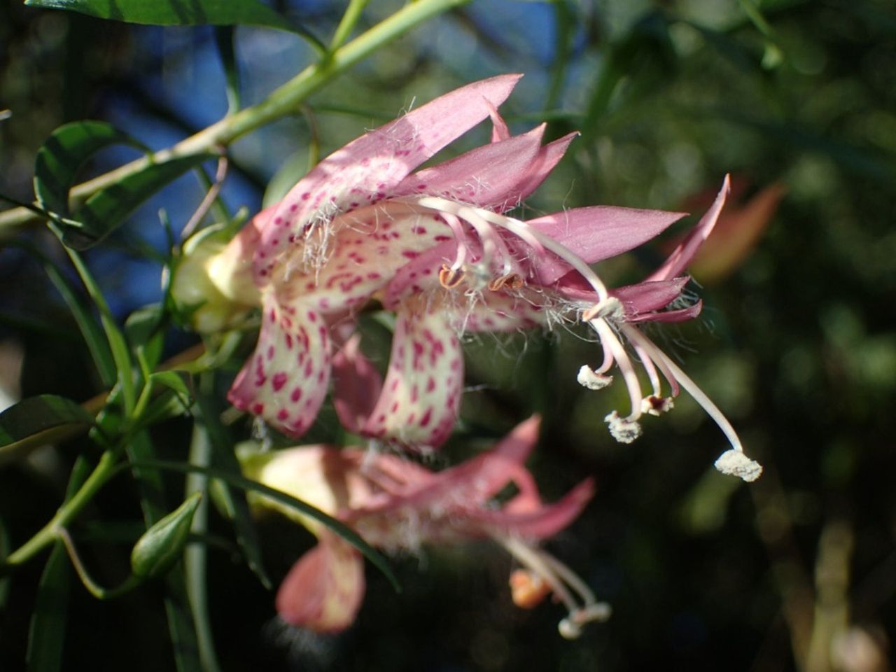 Pink-White Flowered Emu Bush