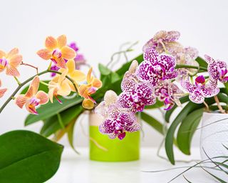 colorful orchid phalaenopsis