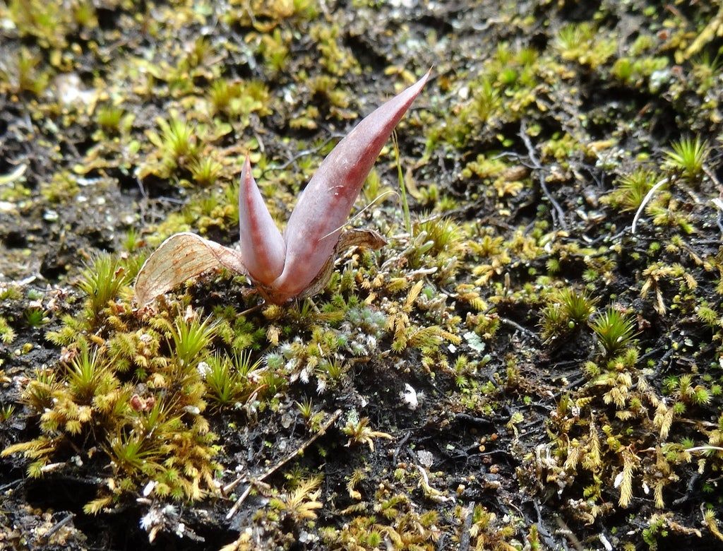 succulent seedling