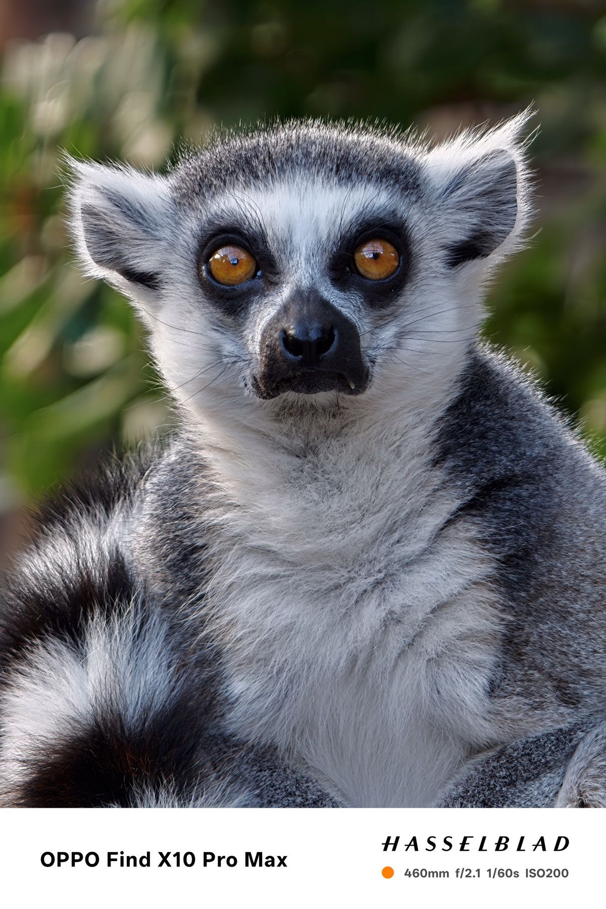 Close-up portrait of a ring-tailed lemur with bright orange eyes.