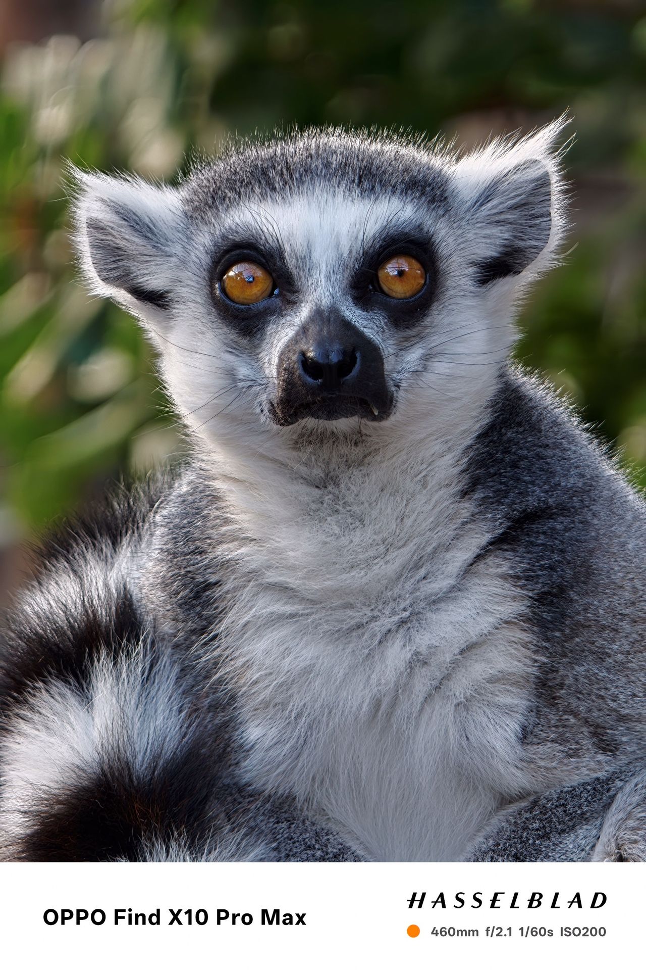 Close-up portrait of a ring-tailed lemur with bright orange eyes.