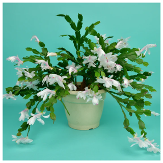 White Christmas Cactus from Garden Goods Direct