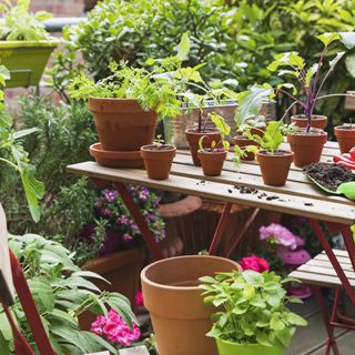 Potted plants and herbs on a wooden table in a balcony garden surrounded by planters and flowers