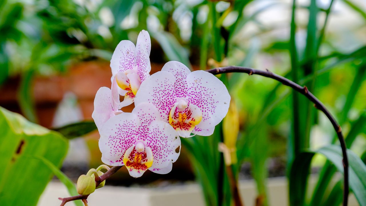 Orchid growing indoors