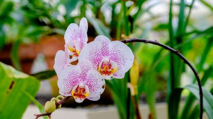 Orchid growing indoors