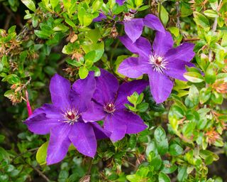 Purple flowers of clematis The President
