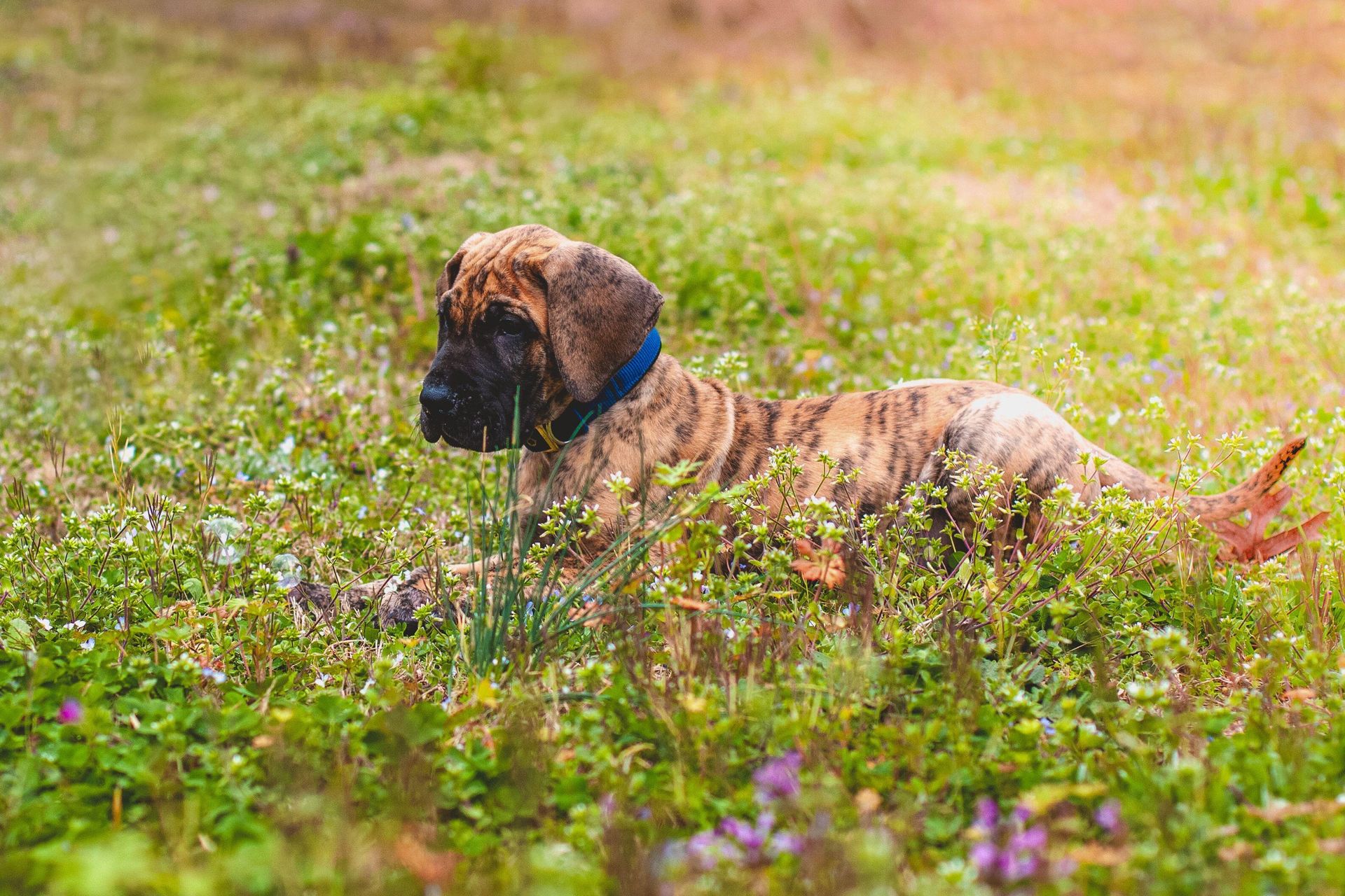 A great dane puppy lies in some grass