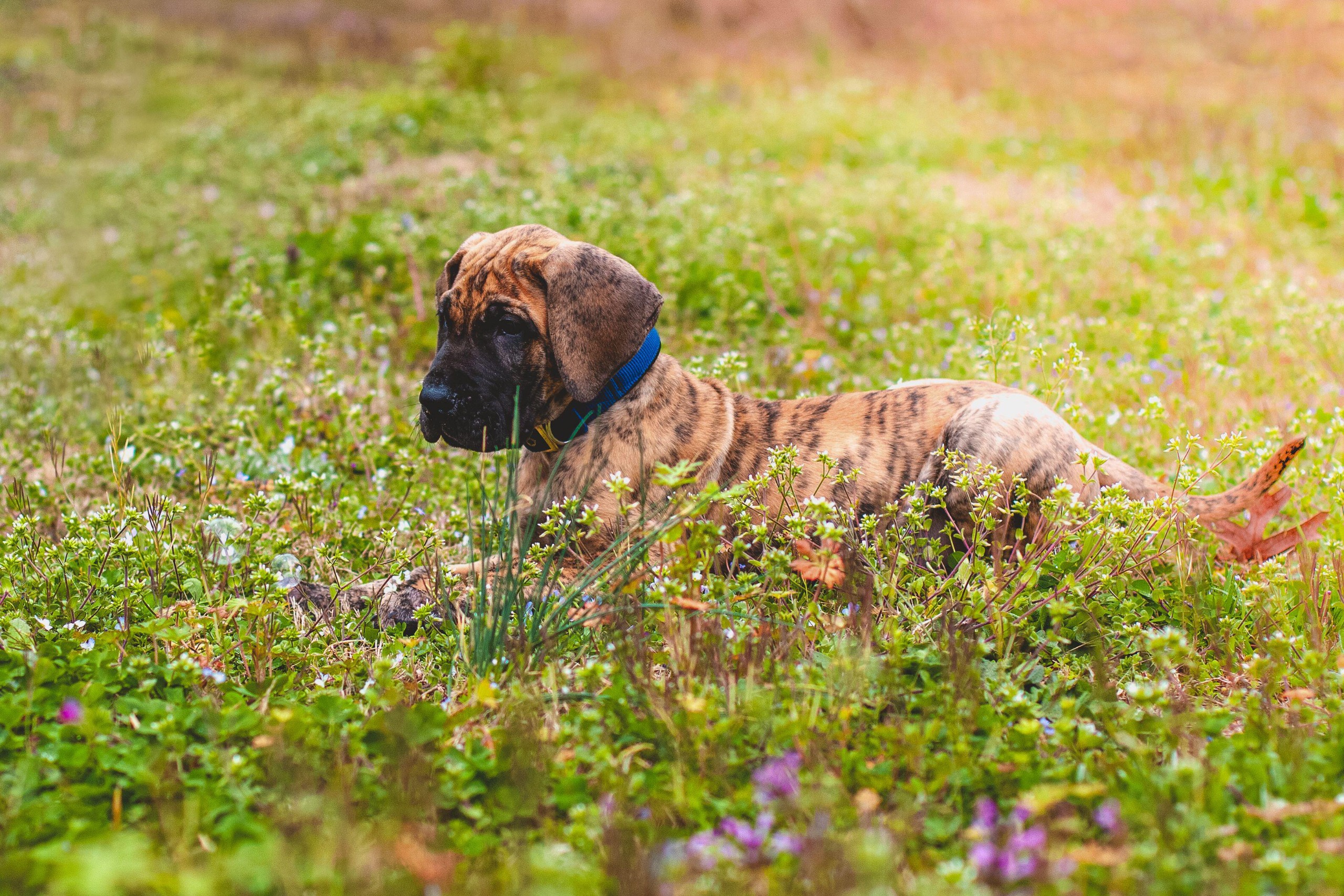 A great dane puppy lies in some grass