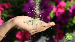 Glass Pulverizer Disney World lead image