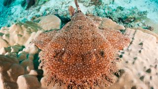tasselled wobbegong resting on coral.