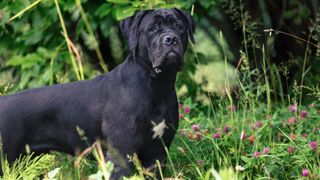 Cane Corso Dog standing in the grass looking at camera